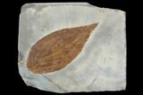 Detailed Fossil Hackberry Leaf - Montana #99432-1